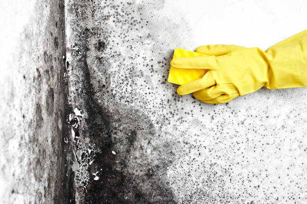 Attic Mold Removal in Hancock, MD