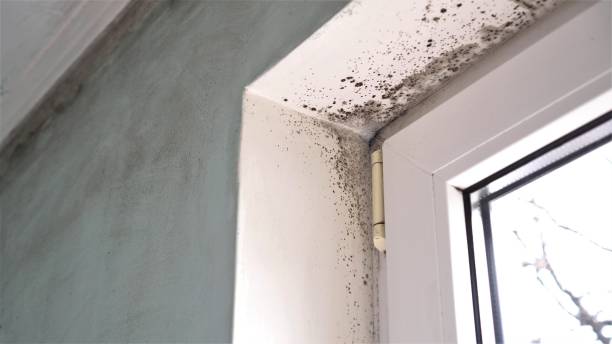 Best Mold Remediation Experts  in Hancock, MD