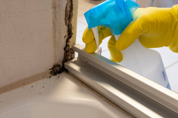 Best Residential Mold Removal  in Hancock, MD