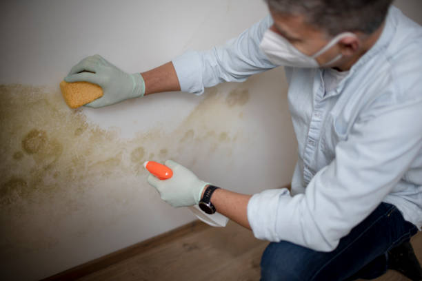 Best Mold Removal and Inspection  in Hancock, MD