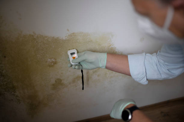 Best Black Mold Removal  in Hancock, MD