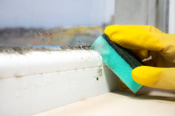 Best Professional Mold Removal  in Hancock, MD