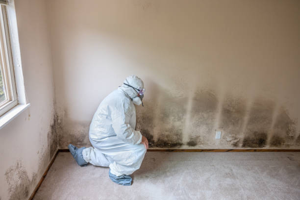 Best Toxic Mold Removal  in Hancock, MD