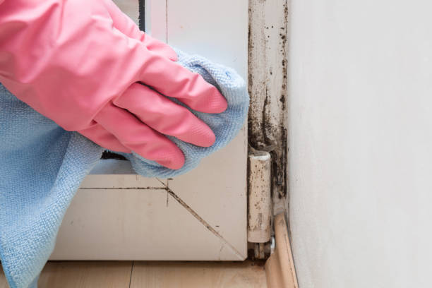 Best Emergency Mold Removal  in Hancock, MD